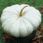 12+ Seeds Pumpkin Seed: White Flat Boer Ford Pumpkin edlcy (Seeds)