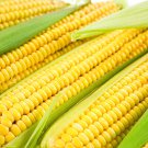 100+ Seeds Sweet Corn Seed: Jubilee Sweet Corn edlcy (Seeds)