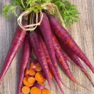 300+ Seeds Carrot Seeds: Cosmic Purple Carrot edlcy (Seeds)