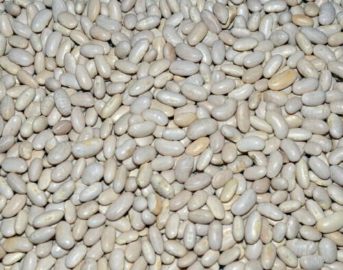 50+ Seeds Soup Bean Seed: Great Northern Soup Beans edlcy (Seeds)
