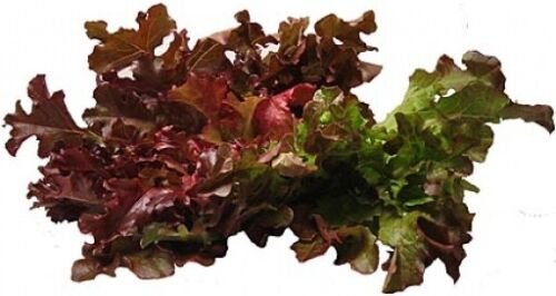 600+ Seeds Lettuce Seed: Oakleaf Red Lettuce edlcy (Seeds)