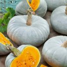 12+ Seeds Pumpkin Seed: Blue Prince Pumpkin Seeds edlcy (Seeds)