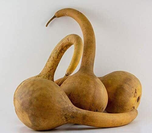 12+ Seeds Gourd Seed: Large Dipper Gourd edlcy (Seeds)