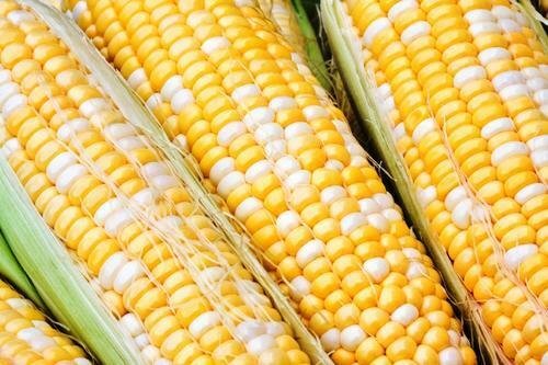 50+ Seeds Sweet Corn Seed: Essence Sweet Corn edlcy (Seeds)
