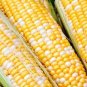 50+ Seeds Sweet Corn Seed: Essence Sweet Corn edlcy (Seeds)