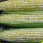 50+ Seeds Sweet Corn Seed: Essence Sweet Corn edlcy (Seeds)