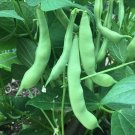 50+ Seeds Green Bean Seed: Roma II Green Beans edlcy (Seeds)