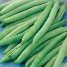 50+ Seeds Green Bean Seed: Greencrop Green Bean edlcy (Seeds)
