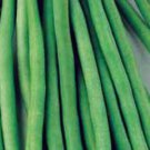 50+ Seeds Green Bean Seed: Dominator Green Bean edlcy (Seeds)