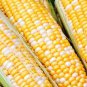 50+ Seeds Sweet Corn Seed: Solstice Sweet Corn edlcy (Seeds)