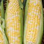 50+ Seeds Sweet Corn Seed: Solstice Sweet Corn edlcy (Seeds)