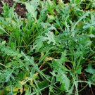 400+ Seeds Herb Seed: Arugula Wild edlcy (Seeds)