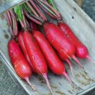 600+ Seeds Radish Seed: China Rose Radish edlcy (Seeds)