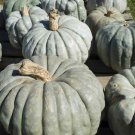 12+ Seeds Pumpkin Seed: Jarrahdale Pumpkin edlcy (Seeds)