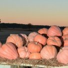 10+ Seeds Pumpkin Seed: Newton Pumpkin Seeds edlcy (Seeds)
