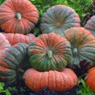 10+ Seeds Pumpkin Seed: Daybreak Pumpkin edlcy (Seeds)