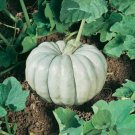 10+ Seeds Pumpkin Seed: Blue Harvest Pumpkin edlcy (Seeds)