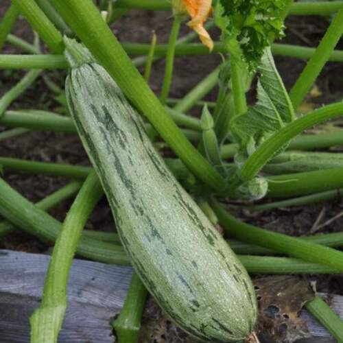 12+ Seeds Squash Seed: Caserta Summer Squash edlcy (Seeds)