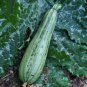 12+ Seeds Squash Seed: Caserta Summer Squash edlcy (Seeds)