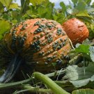 12+ Seeds Pumpkin Seed: Bunch O Warts Pumpkin edlcy (Seeds)