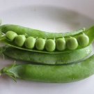50+ Seeds Pea Seed: Wando Pea edlcy (Seeds)