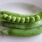 50+ Seeds Pea Seed: Wando Pea edlcy (Seeds)