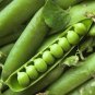 50+ Seeds Pea Seed: Wando Pea edlcy (Seeds)