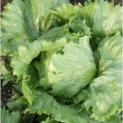 500+ Seeds Lettuce Seed: Ithaca Lettuce edlcy (Seeds)
