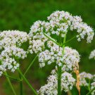 250+ Seeds Herb Seed: Anise Seed edlcy (Seeds)
