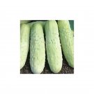 12+ Seeds Cucumber Seed: White Wonder Cucumber edlcy (Seeds)