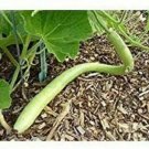 12+ Seeds Gourd Seed: Cucuzzi (Edible) Gourd edlcy (Seeds)