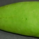 12+ Seeds Gourd Seed: Calabash Gourd edlcy (Seeds)