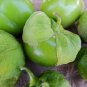 12+ Seeds Tomato Seeds: Toma Verde Tomatillo edlcy (Seeds)