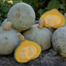 12+ Seeds Squash Seed: Silver Bell Squash edlcy (Seeds)
