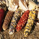 50+ Seeds Popcorn Seed: Wampum Ornamental Corn edlcy (Seeds)