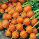 300+ Seeds Carrot Seeds: Parisian Carrot edlcy (Seeds)
