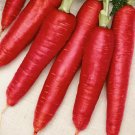 200+ Seeds Carrot Seeds: Atomic Red Carrot edlcy (Seeds)