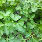 400+ Seeds Plain Parsley Seed edlcy (Seeds)