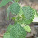 250+ Seeds Herb Seed: Horehound edlcy (Seeds)