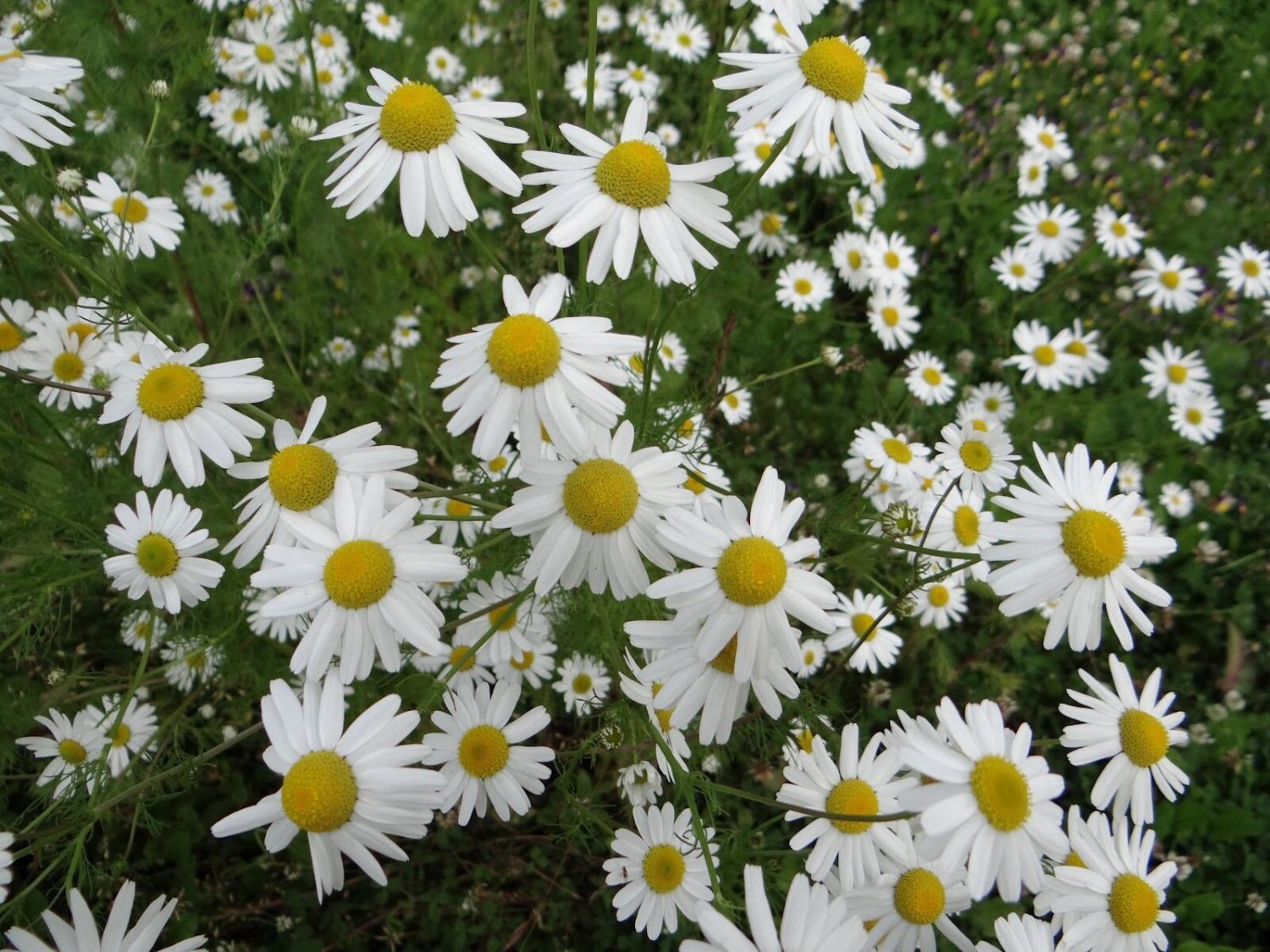 500+ Seeds Herb Seed: Chamomile edlcy (Seeds)