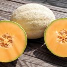 12+ Seeds Cantaloupe Seed: Cleopatra Cantaloupe edlcy (Seeds)