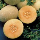 12+ Seeds Cantaloupe Seed: Ambrosia Cantaloupe edlcy (Seeds)