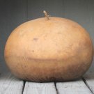 12+ Seeds Gourd Seed: Bushel Gourds edlcy (Seeds)