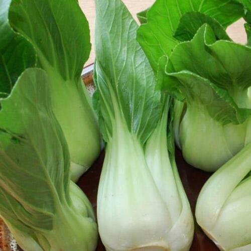 25+ Seeds Cabbage Seed: Pak Choi Chinese Cabbage edlcy (Seeds)