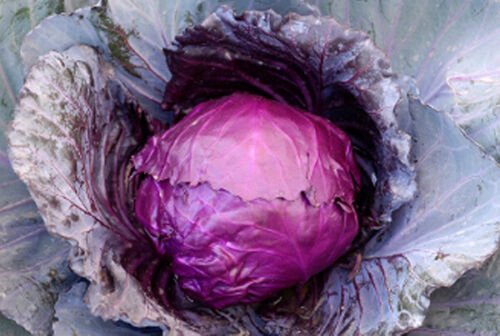 25+ Seeds Cabbage Seed: Red Acre Cabbage Seeds. Fresh edlcy (Seeds)