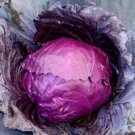 25+ Seeds Cabbage Seed: Red Acre Cabbage Seeds. Fresh edlcy (Seeds)
