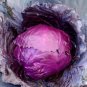 25+ Seeds Cabbage Seed: Red Acre Cabbage Seeds. Fresh edlcy (Seeds)
