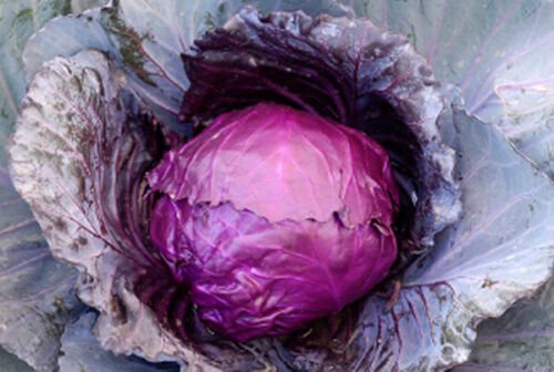 25+ Seeds Cabbage Seed: Mammoth Red Rock Cabbage edlcy (Seeds)