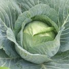25+ Seeds Cabbage Seed: Charmont Cabbage edlcy (Seeds)