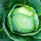 25+ Seeds Cabbage Seed: All Seasons Cabbage edlcy (Seeds)